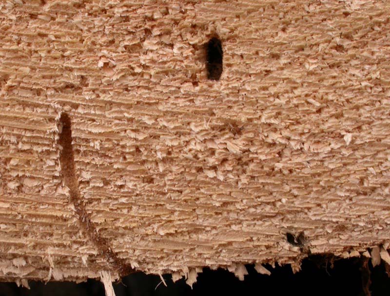 Dřevěné stavby – poškození a obnova