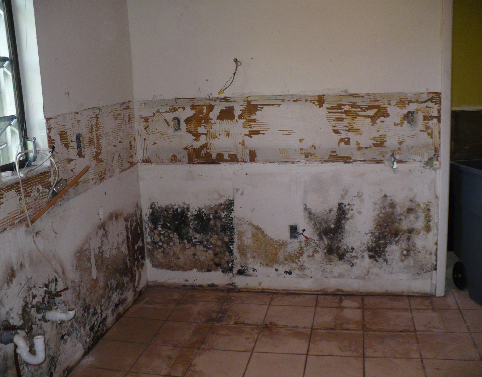 Odstranění plísní v bytě